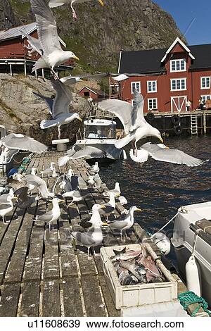 Stock Photo - Adult black-legged kittiwakes (Rissa tridactyla) on a dock in Norway.. Fotosearch
