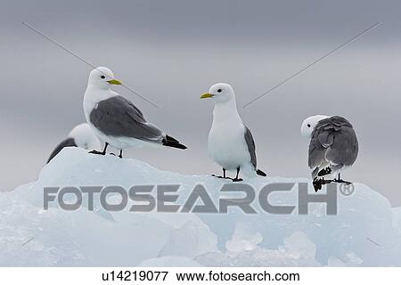 Stock Photo - Adult black-legged kittiwakes (Rissa tridactyla) on ice in the Svalbard Archipelago, Barents Sea, Norway.. Fotosearch