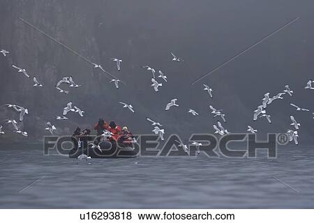 Adult black-legged kittiwakes (Rissa tridactyla) in flight before Zodiac with photographers in the Svalbard Archipelago, Barents Sea, Norway. View Large Photo Image Stock Photo - Adult black-legged kittiwakes (Rissa tridactyla) in flight before Zodiac with photographers in the Svalbard Archipelago, Barents Sea, Norway.. Fotosearch