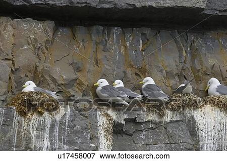 Adult black-legged kittiwakes (Rissa tridactyla) nesting on a cliff edge in the Svalbard Archipelago, Barents Sea, Norway. View Large Photo Image Stock Photo - Adult black-legged kittiwakes (Rissa tridactyla) nesting on a cliff edge in the Svalbard Archipelago, Barents Sea, Norway.. Fotosearch