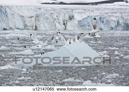 Stock Photography - Adult black-legged kittiwakes (Rissa tridactyla) taking flight from ice in the Svalbard Archipelago, Barents Sea, Norway.. Fotosearch