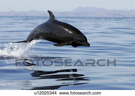 Picture - Adult Bottlenose Dolphin (Tursiops truncatus gilli) leaping in the upper Gulf of California (Sea of Cortez), Mexico.. Fotosearch