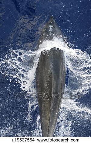 Adult bottlenose dolphin (Tursiops truncatus) bow riding the National Geographic Endeavour in the waters surrounding Ascension Island in the south Atlantic Ocean. View Large Photo Image Picture - Adult bottlenose dolphin (Tursiops truncatus) bow riding the National Geographic Endeavour in the waters surrounding Ascension Island in the south Atlantic Ocean.. Fotosearch