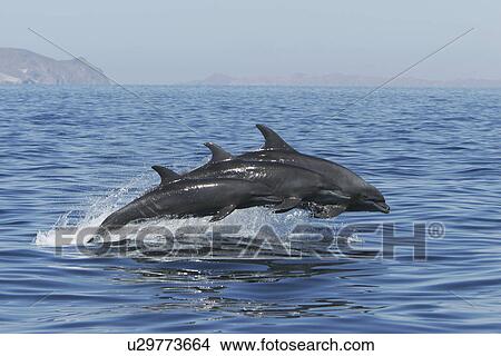 Adult Bottlenose Dolphin (Tursiops truncatus gilli) leaping in the upper Gulf of California (Sea of Cortez), Mexico. View Large Photo Image Picture - Adult Bottlenose Dolphin (Tursiops truncatus gilli) leaping in the upper Gulf of California (Sea of Cortez), Mexico.. Fotosearch