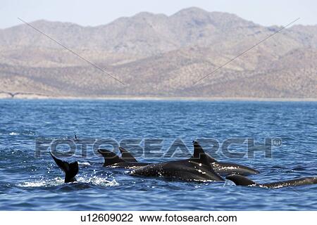Stock Image - Adult Bottlenose Dolphin (Tursiops truncatus gilli) leaping in the upper Gulf of California (Sea of Cortez), Mexico.. Fotosearch