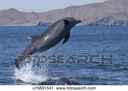 Adult Bottlenose Dolphin (Tursiops truncatus gilli) leaping in the upper Gulf of California (Sea of Cortez), Mexico. View Large Photo Image Stock Image - Adult Bottlenose Dolphin (Tursiops truncatus gilli) leaping in the upper Gulf of California (Sea of Cortez), Mexico.. Fotosearch