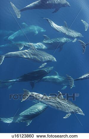 Adult Bottlenose Dolphin (Tursiops truncatus gilli) leaping in the upper Gulf of California (Sea of Cortez), Mexico. View Large Photo Image Stock Image - Adult Bottlenose Dolphin (Tursiops truncatus gilli) leaping in the upper Gulf of California (Sea of Cortez), Mexico.. Fotosearch