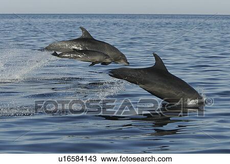 Stock Image - Adult Bottlenose Dolphin (Tursiops truncatus gilli) leaping in the upper Gulf of California (Sea of Cortez), Mexico.. Fotosearch
