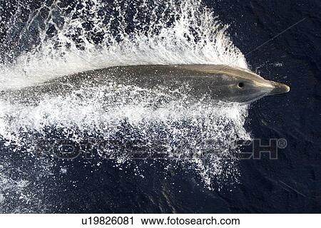 Stock Image - Adult bottlenose dolphin (Tursiops truncatus) bow riding the National Geographic Endeavour in the waters surrounding St. Helena in the south Atlantic Ocean.. Fotosearch