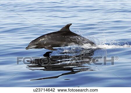 Adult Bottlenose Dolphin (Tursiops truncatus gilli) leaping in the upper Gulf of California (Sea of Cortez), Mexico. View Large Photo Image Stock Image - Adult Bottlenose Dolphin (Tursiops truncatus gilli) leaping in the upper Gulf of California (Sea of Cortez), Mexico.. Fotosearch
