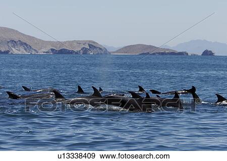 Adult Bottlenose Dolphin (Tursiops truncatus gilli) leaping in the upper Gulf of California (Sea of Cortez), Mexico. View Large Photo Image Stock Photo - Adult Bottlenose Dolphin (Tursiops truncatus gilli) leaping in the upper Gulf of California (Sea of Cortez), Mexico.. Fotosearch