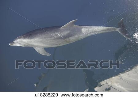 Stock Photo - Adult bottlenose dolphin (Tursiops truncatus) bow riding in the calm waters surrounding Isla del Carmen in the Gulf of California (Sea of Cortez), Baja California Sur, Mexico.. Fotosearch