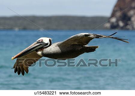 Stock Image - Adult brown pelican (Pelecanus occidentalis) in flight on Bartolome Island in the Galapagos Island Group, Ecuador. Pacific Ocean.. Fotosearch
