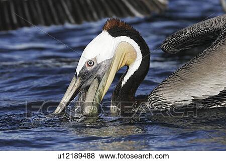 Stock Photo - Adult Brown Pelican (Pelecanus occidentalis) in breeding plumage (note the very dark neck) fishing near Isla Los Islotes in the Gulf of California (Sea of Cortez), Mexico.. Fotosearch