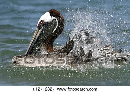 Stock Photo - Adult brown pelican (Pelecanus occidentalis) in breeding plumage bathing in the ocean near Bartolome Island in the Galapagos Island Group, Ecuador. Pacific Ocean.. Fotosearch