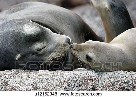 Stock Photo - Adult Bull California Sea Lion (Zalophus californianus) with pup on Los Islotes, off Isla Partida in the lower Gulf of California (Sea of Cortez), Mexico.. Fotosearch