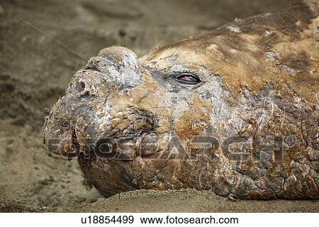Adult bull Southern elephant seal (Mirounga leonina) hauled out and in a wallow while moulting on the beach at Fortuna Bay on South Georgia Island, southern Atlantic Ocean. View Large Photo Image Stock Photo - Adult bull Southern elephant seal (Mirounga leonina) hauled out and in a wallow while moulting on the beach at Fortuna Bay on South Georgia Island, southern Atlantic Ocean.. Fotosearch