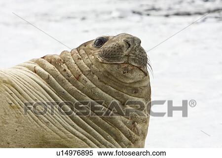 Adult bull southern elephant seal (Mirounga leonina) on the beach at President Head on Snow Island in the South Shetland Island Group, Antarctica. This species is the largest pinniped in the world, with males attaining lengths of 6. 5 m and a weight of 3, 7 View Large Photo Image Stock Photography - Adult bull southern elephant seal (Mirounga leonina) on the beach at President Head on Snow Island in the South Shetland Island Group, Antarctica. This species is the largest pinniped in the world, with males attaining lengths of 6. 5 m and a weight of 3, 7. Fotosearch