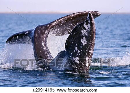 Stock Photography - Adult California gray whale courtship in San Ignacio Lagoon, Baja, Mexico.. Fotosearch