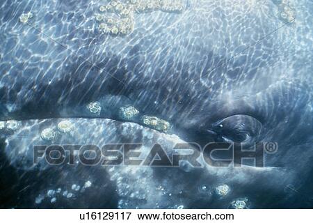 Stock Photo - Adult California gray whale underwater (detail of eye and barnacles). San Ignacio Lagoon, Baja, Mexico.. Fotosearch