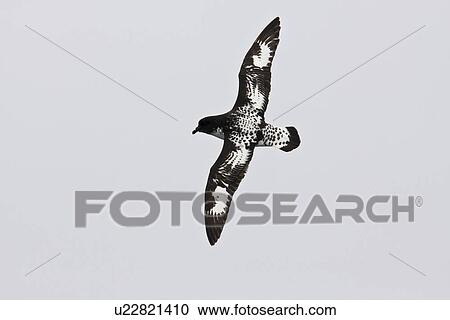 Adult cape petrel (Daption capense) on the wing in and around the Antarctic peninsula. This petrel is sometimes also called the pintado petrel, the word pintado meaning "painted" in Spanish. View Large Photo Image Stock Image - Adult cape petrel (Daption capense) on the wing in and around the Antarctic peninsula. This petrel is sometimes also called the pintado petrel, the word pintado meaning "painted" in Spanish.. Fotosearch