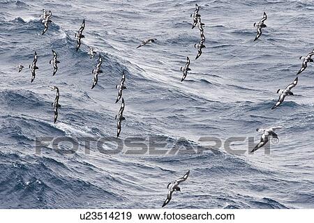 Adult cape petrel (Daption capense) on the wing in and around the Antarctic peninsula. This petrel is sometimes also called the pintado petrel, the word pintado meaning "painted" in Spanish. View Large Photo Image Stock Photo - Adult cape petrel (Daption capense) on the wing in and around the Antarctic peninsula. This petrel is sometimes also called the pintado petrel, the word pintado meaning "painted" in Spanish.. Fotosearch