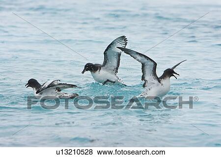 Adult cape petrel (Daption capense) feeding after an iceberg calved near Port Lockroy near the Antarctic peninsula. This petrel is sometimes also called the pintado petrel, the word pintado meaning "painted" in Spanish. View Large Photo Image Stock Photo - Adult cape petrel (Daption capense) feeding after an iceberg calved near Port Lockroy near the Antarctic peninsula. This petrel is sometimes also called the pintado petrel, the word pintado meaning "painted" in Spanish.. Fotosearch