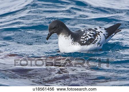 Adult cape petrel (Daption capense) feeding on jellyfish at Point Wild, Elephant Island, South Shetland Island Group, Antarctica. This petrel is sometimes also called the pintado petrel, the word pintado meaning "painted" in Spanish. View Large Photo Image Stock Photograph - Adult cape petrel (Daption capense) feeding on jellyfish at Point Wild, Elephant Island, South Shetland Island Group, Antarctica. This petrel is sometimes also called the pintado petrel, the word pintado meaning "painted" in Spanish.. Fotosearch
