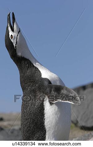 Picture - Adult Chinstrap penguin (Pygoscelis Antarctica) braying in a huge colony at Baily Head on Deception Island in Bransfield Strait off the Antarctic Peninsula.. Fotosearch