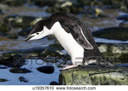 Stock Image - Adult chinstrap penguin (Pygoscelis Antarctica) returning from the sea to feed its chicks on Elephant Island, Antarctica.. Fotosearch