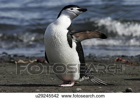 Adult chinstrap penguin (Pygoscelis Antarctica) preening after returning from the ocean to feed on Barientos Island in the Aitcho Island Group, Antarctica. View Large Photo Image Stock Image - Adult chinstrap penguin (Pygoscelis Antarctica) preening after returning from the ocean to feed on Barientos Island in the Aitcho Island Group, Antarctica.. Fotosearch
