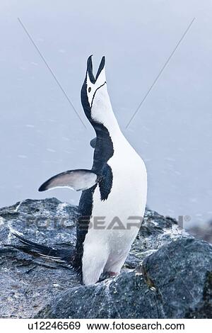 Stock Photo - Adult chinstrap penguin (Pygoscelis antarctica) braying in a breeding colony in a snowstorm on Half Moon Island near Livingston Island in the South Shetland Islands near the Antarctic Peninsula. There are an estimated 2 million plus breeding pairs of chin. Fotosearch