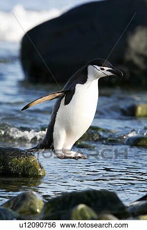 Stock Photograph - Adult chinstrap penguin (Pygoscelis Antarctica) hopping from rock to rock after returning from the sea to feed its chicks on Elephant Island, Antarctica.. Fotosearch