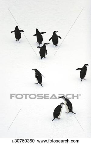 Stock Image - Adult Chinstrap Penguins (Pygoscelis Antarctica) on icebergs in the South Orkney Island Group, Antarctica.. Fotosearch