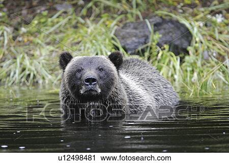 Stock Image - Adult coastal brown bear (Ursus arctos horibilis) fishing for pink salmon in a shallow stream on Chichagof Island, Southeast Alaska, USA.. Fotosearch