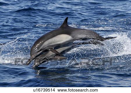 Adult Common Dolphins (Delphinus delphis) leaping in the upper Gulf of California (Sea of Cortez), Mexico. View Large Photo Image Picture - Adult Common Dolphins (Delphinus delphis) leaping in the upper Gulf of California (Sea of Cortez), Mexico.. Fotosearch