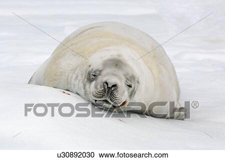 Adult crabeater seal (Lobodon carcinophaga) hauled out on an ice floe near Petermann Island near the Antarctic Peninsula. View Large Photo Image Stock Image - Adult crabeater seal (Lobodon carcinophaga) hauled out on an ice floe near Petermann Island near the Antarctic Peninsula.. Fotosearch