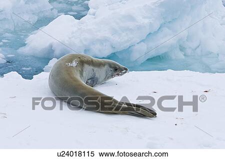 Adult crabeater seal (Lobodon carcinophaga) hauled out on an ice floe near Petermann Island near the Antarctic Peninsula. This is the most abundant pinniped in the world, with current population estimates ranging from 25 to 50 million animals. View Large Photo Image Stock Photography - Adult crabeater seal (Lobodon carcinophaga) hauled out on an ice floe near Petermann Island near the Antarctic Peninsula. This is the most abundant pinniped in the world, with current population estimates ranging from 25 to 50 million animals.. Fotosearch