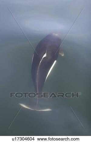 Picture - Adult Dall's porpoise (Phocoenoides dalli) surfacing in Chatham Strait, Southeast Alaska, USA. This porpoise often casts a "roostertail" of water in front of its' body when it surfaces to breath. Dall's porpoise are among the fastest cetaceans in the worl. Fotosearch