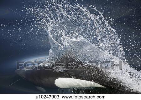Adult Dall's porpoise (Phocoenoides dalli) surfacing in Chatham Strait, Southeast Alaska, USA. This porpoise often casts a "roostertail" of water in front of its' body when it surfaces to breath. Dall's porpoise are among the fastest cetaceans in the worl View Large Photo Image Stock Image - Adult Dall's porpoise (Phocoenoides dalli) surfacing in Chatham Strait, Southeast Alaska, USA. This porpoise often casts a "roostertail" of water in front of its' body when it surfaces to breath. Dall's porpoise are among the fastest cetaceans in the worl. Fotosearch