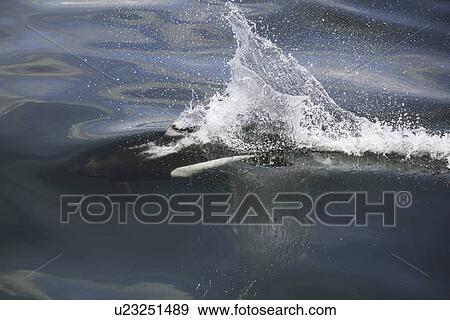 Adult Dall's porpoise (Phocoenoides dalli) surfacing in Chatham Strait, Southeast Alaska, USA. This porpoise often casts a "roostertail" of water in front of its' body when it surfaces to breath. Dall's porpoise are among the fastest cetaceans in the worl View Large Photo Image Stock Photo - Adult Dall's porpoise (Phocoenoides dalli) surfacing in Chatham Strait, Southeast Alaska, USA. This porpoise often casts a "roostertail" of water in front of its' body when it surfaces to breath. Dall's porpoise are among the fastest cetaceans in the worl. Fotosearch