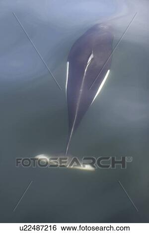 Stock Photograph - Adult Dall's porpoise (Phocoenoides dalli) surfacing in Chatham Strait, Southeast Alaska, USA. This porpoise often casts a "roostertail" of water in front of its body when it surfaces to breath. Dall's porpoise are among the fastest cetaceans in the world. Fotosearch