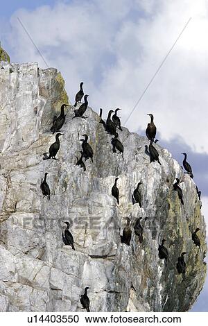 Stock Image - Adult Double-crested Cormorants (Phalacrocorax auritus) roosting near Vancouver Island, British Columbia, Canada. Pacific Ocean.. Fotosearch