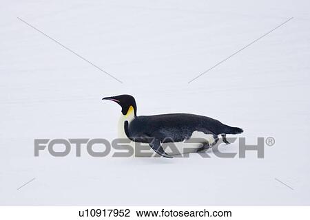 Stock Image - Adult Emperor Penguin (Aptenodytes forsteri) resting on ice floe below the Antarctic circle on the western side of the Antarctic Peninsula. These are individuals that have hauled out, possibly to rest from foraging.. Fotosearch