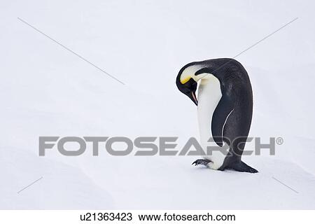 Stock Image - Adult Emperor Penguin (Aptenodytes forsteri) resting on ice floe below the Antarctic circle on the western side of the Antarctic Peninsula. These are individuals that have hauled out, possibly to rest from foraging.. Fotosearch