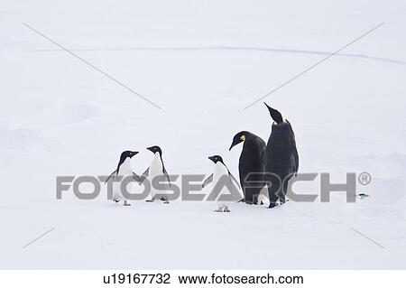 Stock Image - Adult emperor penguin pair (Aptenodytes forsteri) resting on ice floe with three Adelie penguins (Pygoscelis adeliae) nearby below the Antarctic circle on the western side of the Antarctic Peninsula. These are individuals that have hauled out, possibly to. Fotosearch