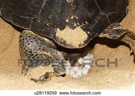 Adult female green sea turtle (Chelonia mydas) hauled out and laying eggs on Ascension Island, south Atlantic Ocean. There are roughly 3, 000 green sea turtles that nest each year on Ascension. A female will lay roughly 120 eggs in a clutch, with 4 to 6 cl View Large Photo Image Stock Photo - Adult female green sea turtle (Chelonia mydas) hauled out and laying eggs on Ascension Island, south Atlantic Ocean. There are roughly 3, 000 green sea turtles that nest each year on Ascension. A female will lay roughly 120 eggs in a clutch, with 4 to 6 cl. Fotosearch