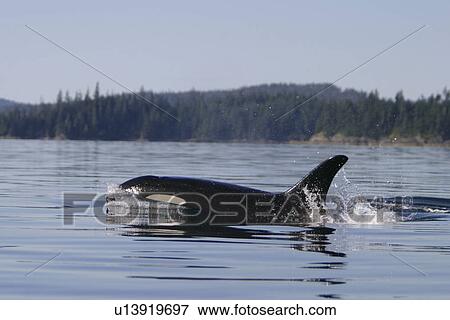 Stock Photo - Adult female Orca (Orcinus orca) surfacing in Southeast Alaska, USA. Pacific Ocean.. Fotosearch
