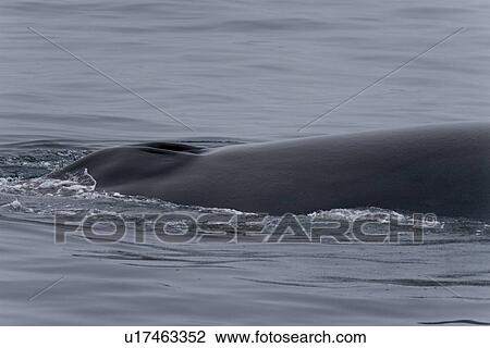 Adult fin whale (Balaenoptera physalus) sub-surface feeding (head detail) in the rich waters off the continental shelf just south of Bear Island in the Barents Sea, Norway. View Large Photo Image Stock Image - Adult fin whale (Balaenoptera physalus) sub-surface feeding (head detail) in the rich waters off the continental shelf just south of Bear Island in the Barents Sea, Norway.. Fotosearch