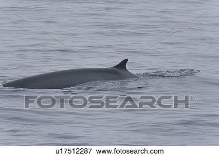 Adult fin whale (Balaenoptera physalus) sub-surface feeding in the rich waters off the continental shelf just south of Bear Island in the Barents Sea, Norway. View Large Photo Image Stock Photo - Adult fin whale (Balaenoptera physalus) sub-surface feeding in the rich waters off the continental shelf just south of Bear Island in the Barents Sea, Norway.. Fotosearch